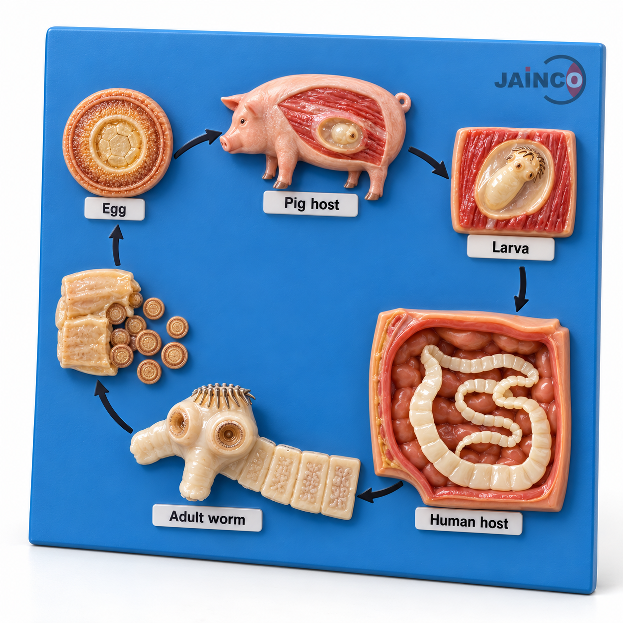 Life Cycle of Taenia Solium Model